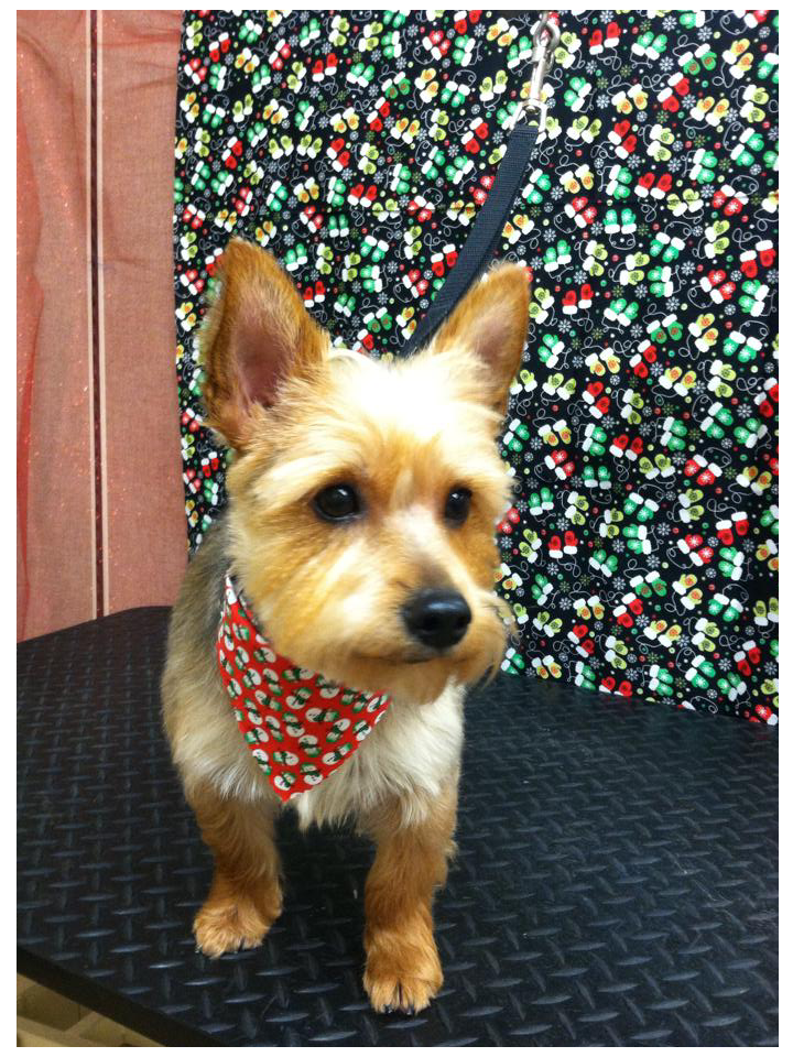 unique pet boutique photo