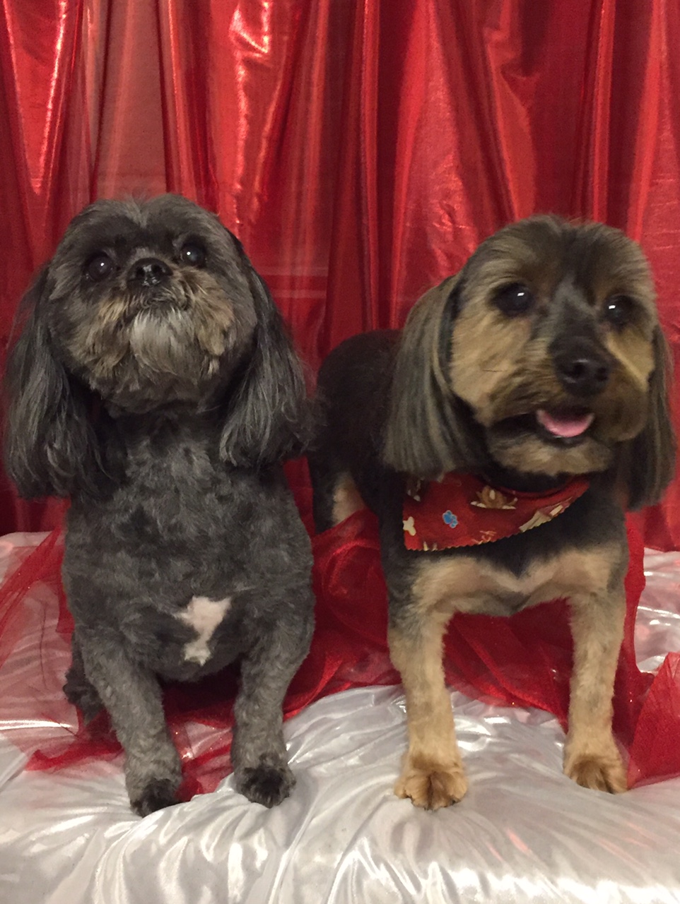 unique pet boutique photo