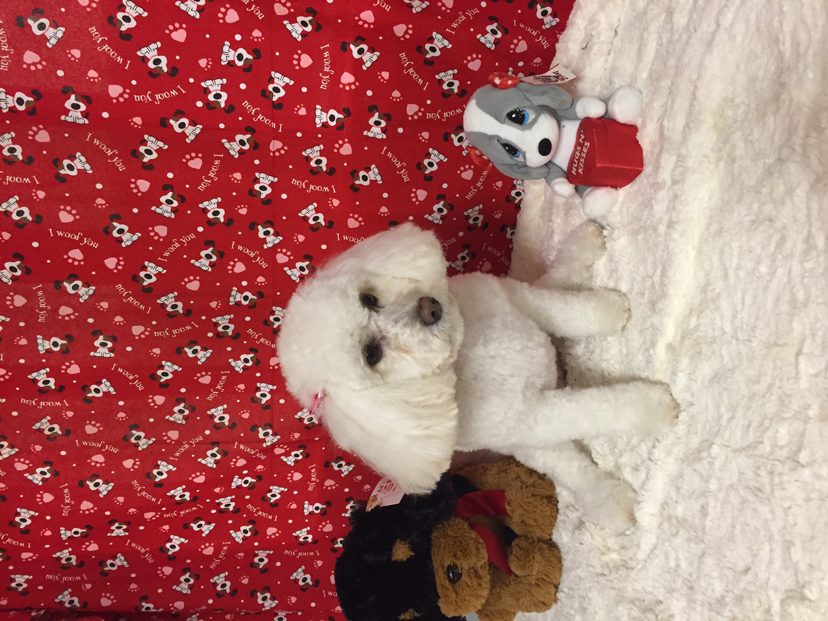 unique pet boutique photo