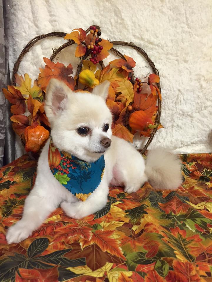 unique pet boutique photo