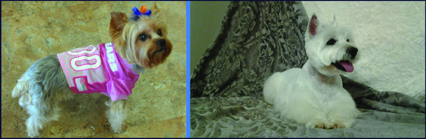 unique pet boutique plymouth graphic